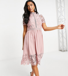 Розовое приталенное платье с кружевом Chi Chi London Petite-Розовый цвет