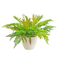 Gerard de ros Папоротник и олений рог в керамическом кашпо, 37 см (20-799) зелeный