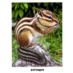 Набор карточек Prof-Press Животные России 16 шт. Проф Пресс