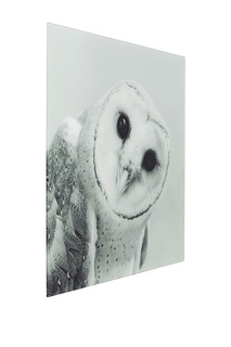 Картина Owl, 60х60 см Kare
