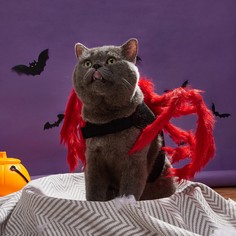 1шт костюм с декором паука для кошек Shein