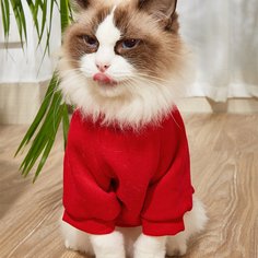 Свитшот для домашних животных Shein