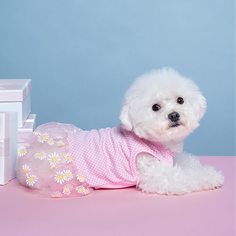 Контрастная сетка Со цветочками Платья для домашних животных Shein