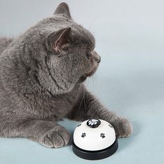 1шт обучающее кольцо для кошек Shein