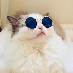 1шт круглые солнечные очки для кошек Shein