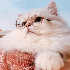 1шт круглые солнечные очки для кошек Shein