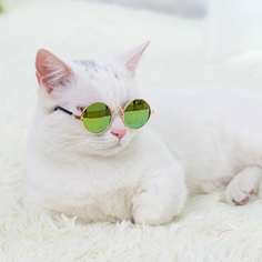 1шт круглые солнечные очки для кошек Shein