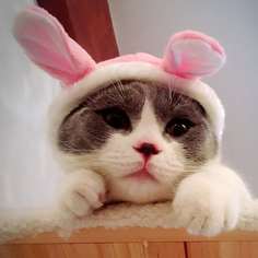 Пижама для кошек из кораллового флиса Shein