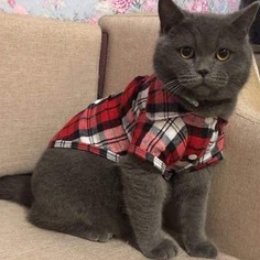 Рубашка в клетку для кошек 1шт Shein