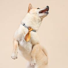 Двухцветный галстук-бабочка для собак Shein