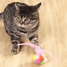 1шт игрушка-тизер для кошек Shein