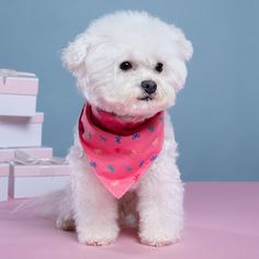 Бандана графический принт Шарфы Для Домашних Животных Shein