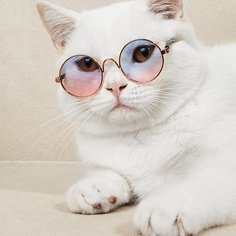 Одноцветный Очки для домашних животных Shein