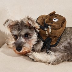 Рюкзак для домашних животных с рисунком медведя 1шт Shein