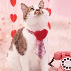 Полосатый галстук для домашних животных с сердечком Shein