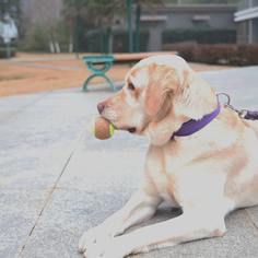 Жевательная игрушка для домашних животных в форме тенниса 2шт Shein