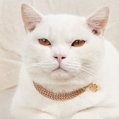 Ожерелье для домашних животных со стразами Shein
