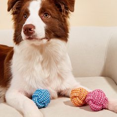 1шт жевательная игрушка для домашних животных случайного цвета Shein