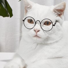 1 пара круглые очки для домашних животных Shein