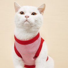 Майка для домашних животных в полоску Shein