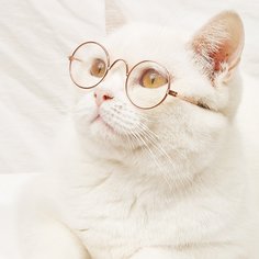1 пара очки для домашних животных в металлической оправе Shein
