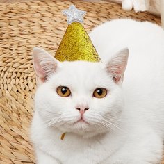 1шт шляпа для домашних животных на день рождения Shein