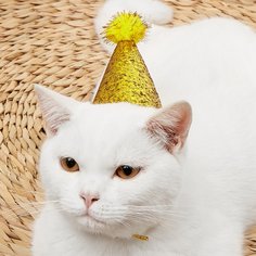 Шляпа Одноцветный Головной убор для домашних животных Shein