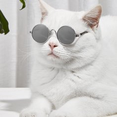 Одноцветный Очки для домашних животных Shein