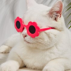 Одноцветный Очки для домашних животных Shein