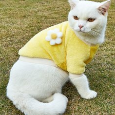 Плюшевый свитшот для домашних животных Shein