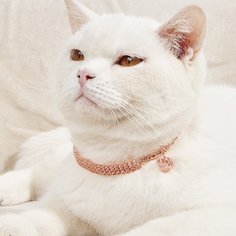 Ожерелье для домашних животных со стразами Shein