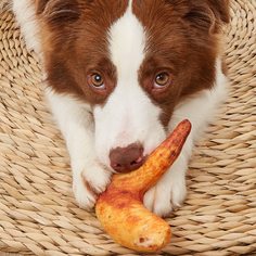 Жевательная игрушка для домашних животных в форме куриного крылышка Shein