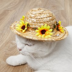 Шляпа Одноцветный Головной убор для домашних животных Shein
