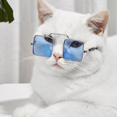Одноцветный Очки для домашних животных Shein