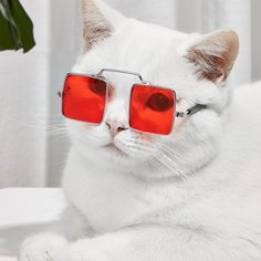 Очки для домашних животных с квадратными линзами 1 пара Shein