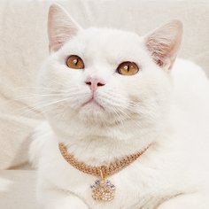 Ожерелье для домашних животных со стразами Shein