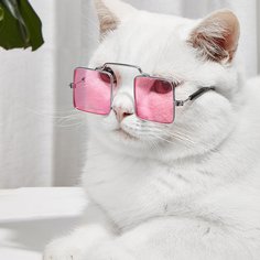Одноцветный Очки для домашних животных Shein