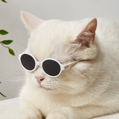 Одноцветный Очки для домашних животных Shein