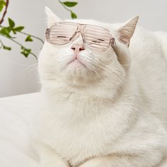 Одноцветный Очки для домашних животных Shein