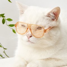 1 пара очки для домашних животных Shein