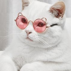 Одноцветный Очки для домашних животных Shein