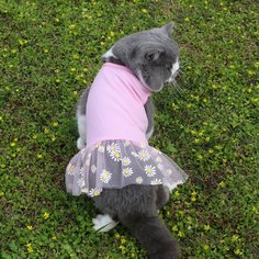 Со цветочками Платья для домашних животных Shein