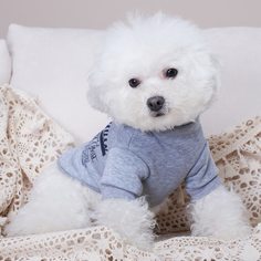 буква Свитшоты и худи для домашних животных Shein