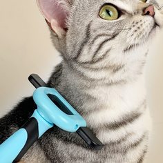 Контрастный цвет Расчески и щетки домашних животных Shein