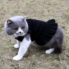 Одноцветный Платья для домашних животных Shein