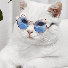 Одноцветный Очки для домашних животных Shein