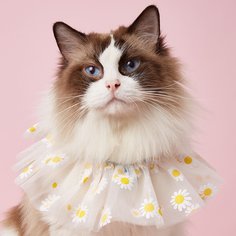 Шарф Со цветочками Шарфы для домашних животных Shein