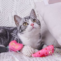 3шт игрушка для домашних животных в форме сердечка и крысы Shein