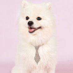 1шт галстук со стразами для собак Shein