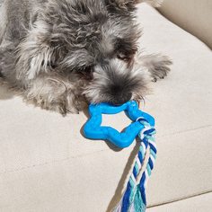 Контрастная жевательная игрушка в форме звезды для домашних животных Shein